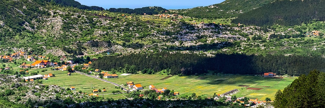 Njeguši