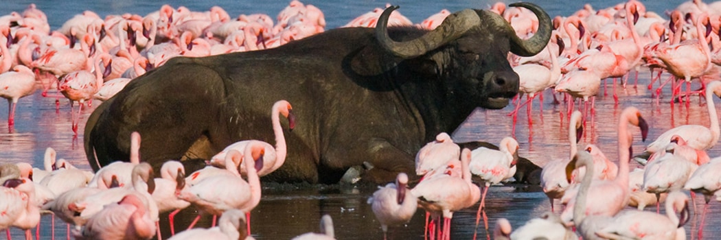 Parque Nacional Lago Nakuru