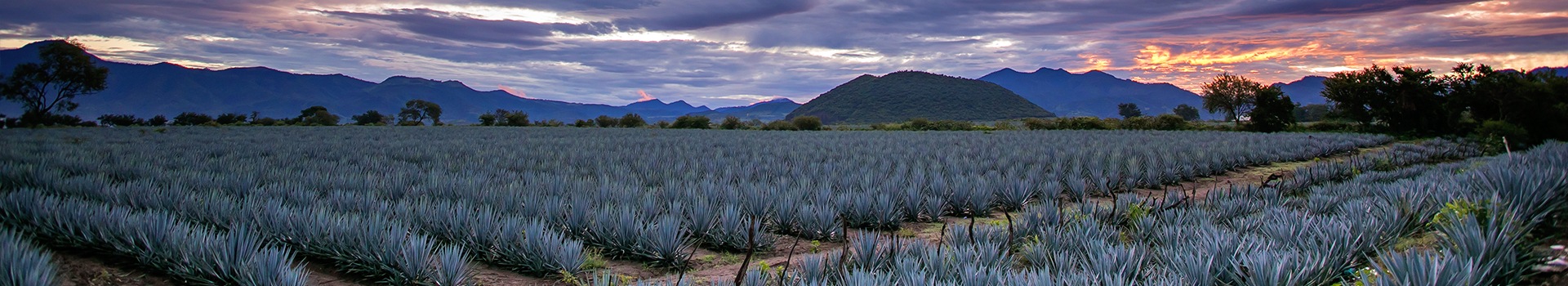 Ofertas de Vuelo+Hotel a **Tequila**
