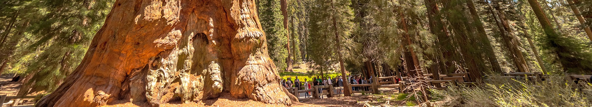 Ofertas de Vuelo+Hotel a **Parque Nacional Secuoya - Ca**