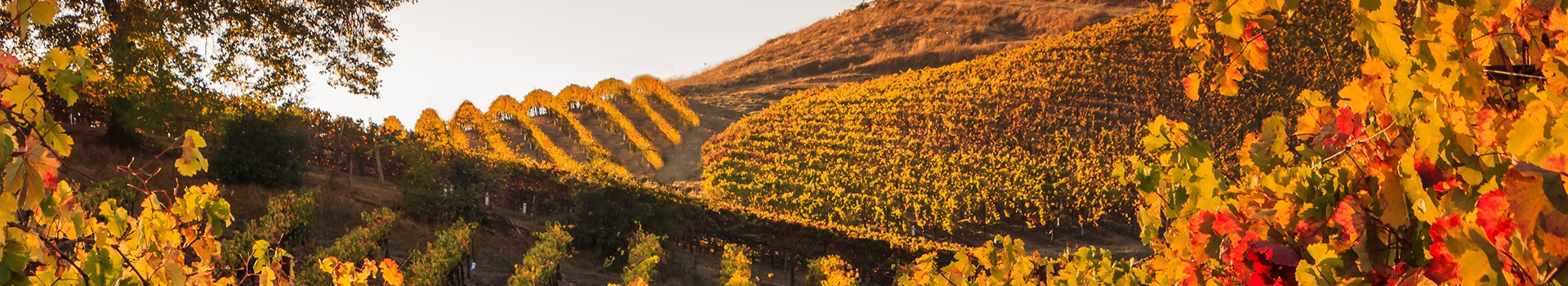 Viajes a **Sonoma - Ca**