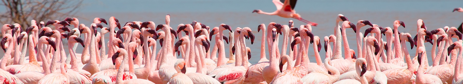 Ofertas de Vuelo+Hotel a **Lake Naivasha National Park**
