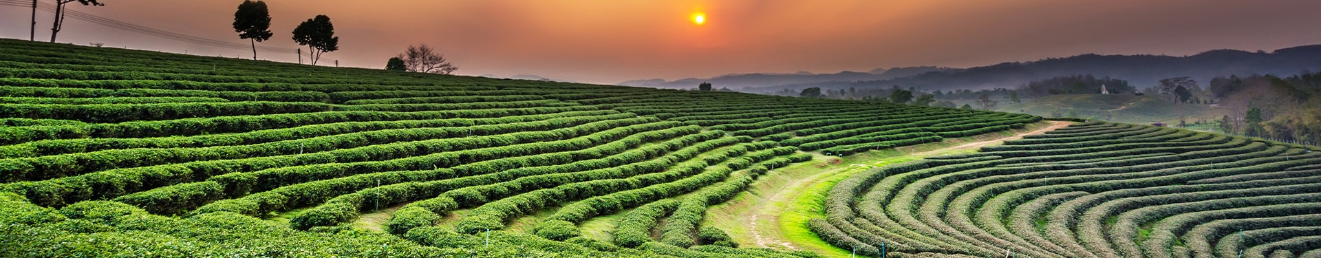 Bangkok, Chiang Rai, Chiang Mai y Maldivas