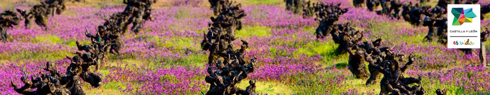 Ruta del Vino del Bierzo con León y Bilbao