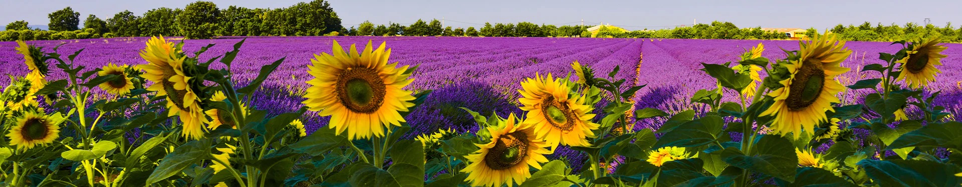 Ruta por la Provenza entre Girasoles y Lavanda