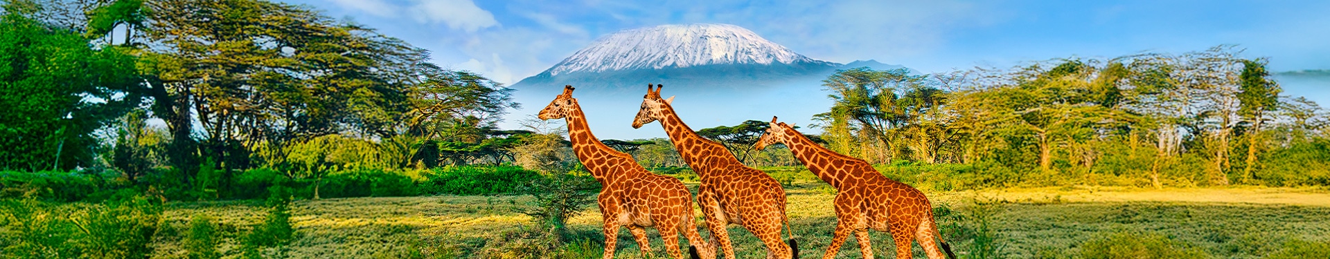 Arusha, Kilimanjaro, Tarangire, Serengeti, Ngorongoro y Lago Eyasi con Zanzíbar