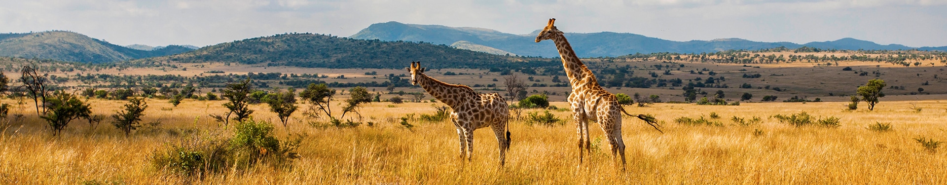 Johannesburgo, Kruger, Pilanesberg y Ciudad del Cabo