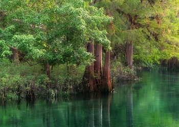 Crystal River - Fl