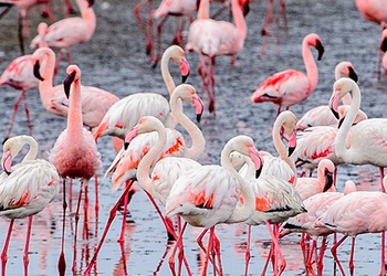 Walvis bay