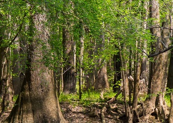 Parque Nacional Congaree - Sc