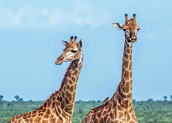 Kruger Park