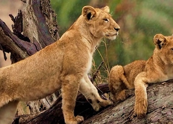 Parque Nacional del Serengueti