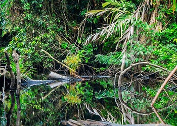 Parque Nacional Tortuguero