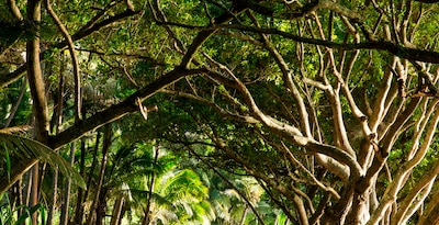 Ruta Hawaiana Ruta Hawaiana