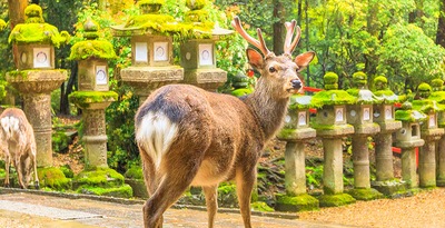 De Tokio a Kioto De Tokio a Kioto