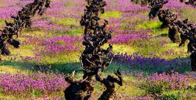 Ruta del Vino del Bierzo con León y Bilbao Ruta del Vino del Bierzo con León y Bilbao