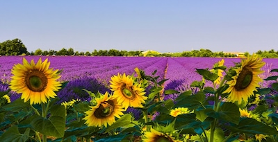 Ruta por la Provenza entre Girasoles y Lavanda Ruta por la Provenza entre Girasoles y Lavanda