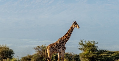 Arusha, Tarangire, Karatu, Ngorongoro y Zanzíbar Arusha, Tarangire, Karatu, Ngorongoro y Zanzíbar