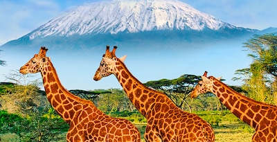 Arusha, Kilimanjaro, Tarangire, Serengeti, Ngorongoro y Lago Eyasi con Zanzíbar Arusha, Kilimanjaro, Tarangire, Serengeti, Ngorongoro y Lago Eyasi con Zanzíbar