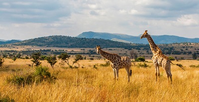 Johannesburgo, Kruger, Pilanesberg y Ciudad del Cabo Johannesburgo, Kruger, Pilanesberg y Ciudad del Cabo