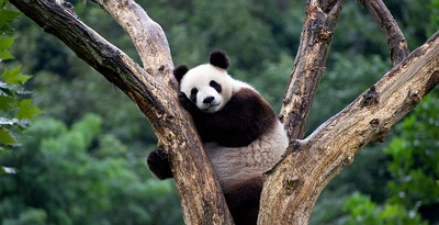 De Pekín a Shanghái con Osos Panda y Chongqing De Pekín a Shanghái con Osos Panda y Chongqing