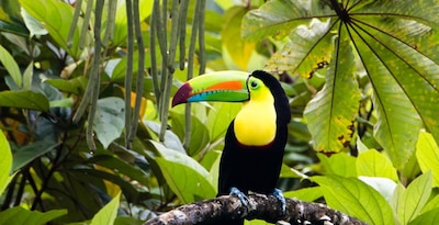 Tortuguero, Arenal, Monteverde y Guanacaste Tortuguero, Arenal, Monteverde y Guanacaste