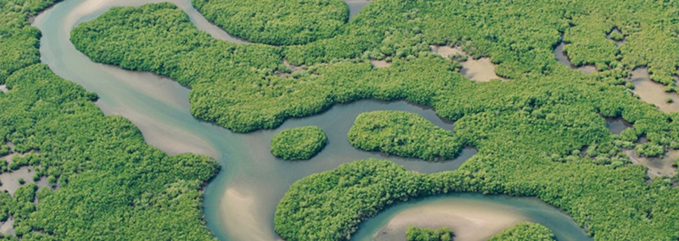 Île de Sangomar