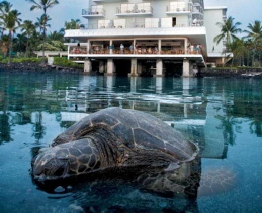 Gallery - Keauhou Beach Resort