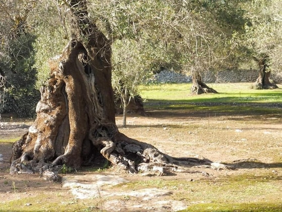 Gallery - Masseria Bagnara