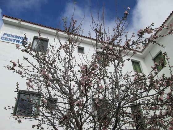 Gallery - La Palma Hostel - Pensión Central