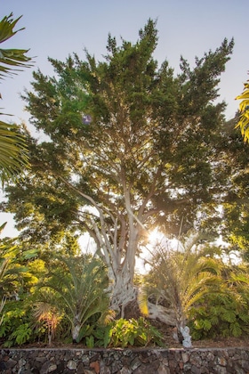 Gallery - Banyan Tree Sanctuary