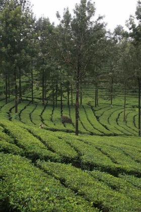 Gallery - Wild Elephant Eco-Friendly Resort