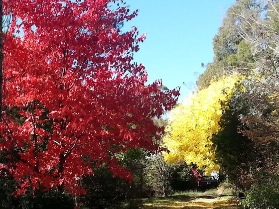 Gallery - Abelia Cottage of Daylesford Botanical