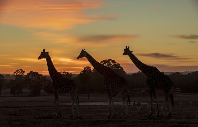 Gallery - Zoofari Lodge At Taronga Western Plains