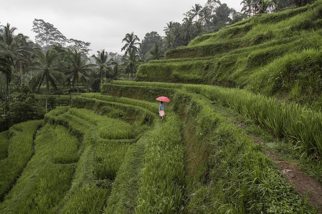 Gallery - The Westin Resort & Spa Ubud, Bali