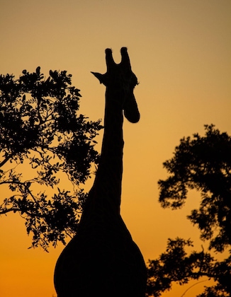 Gallery - Simbavati Camp George