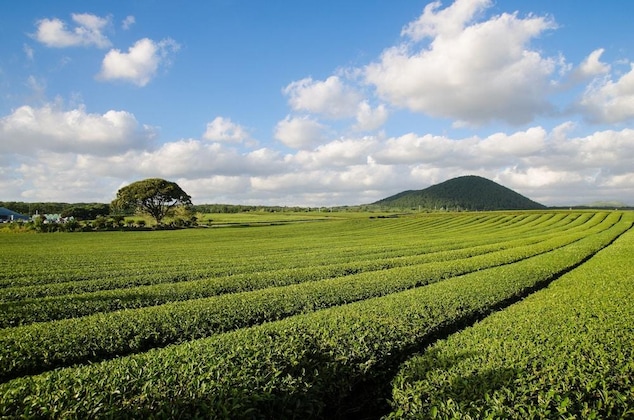Gallery - Landing Jeju Shinhwa World Hotels & Resorts