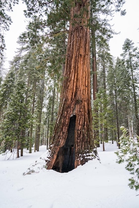 Gallery - Hampton Inn Oakhurst-Yosemite
