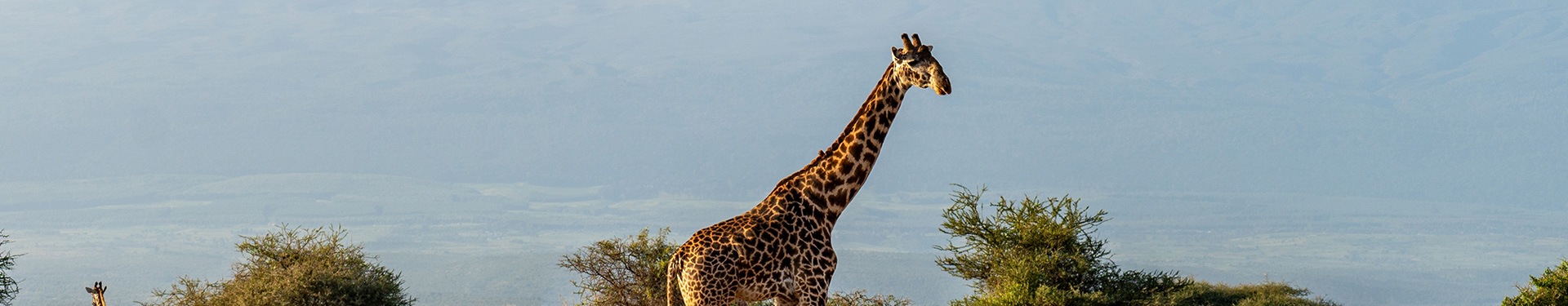 Arusha, Tarangire, Karatu, Ngorongoro y Zanzíbar