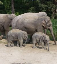 Zurcher Zoo