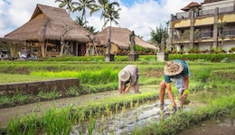 Visesa Ubud Resort