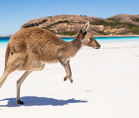Ofertas de cruceros en a Kangaroo Island (Australia)