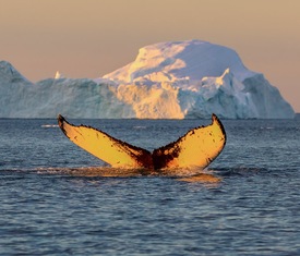 Ofertas de cruceros en a Ilulissat, Groenlandia