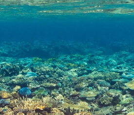 Ofertas de cruceros en a Inyeug (Mystery Island, Vanatu)