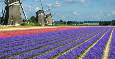 Ruta de las Flores