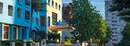 Tulipan