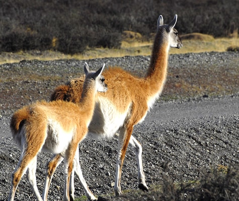 Kawesar_Guanacos