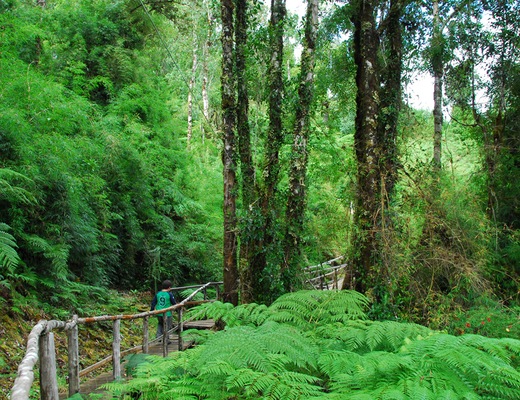 Chonos_Selva_Austral