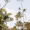 Plantation Hale Suites - map