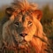 Gondwana Game Reserve - map